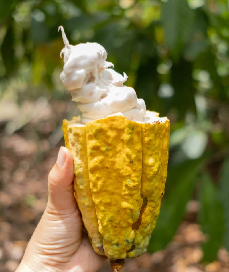 dscf4718 standard oncnck | Bean to Bite