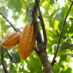 DSCF4723 | Bean to Bite