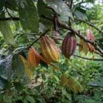 Screenshot 2024 04 11 181741 | Bean to Bite