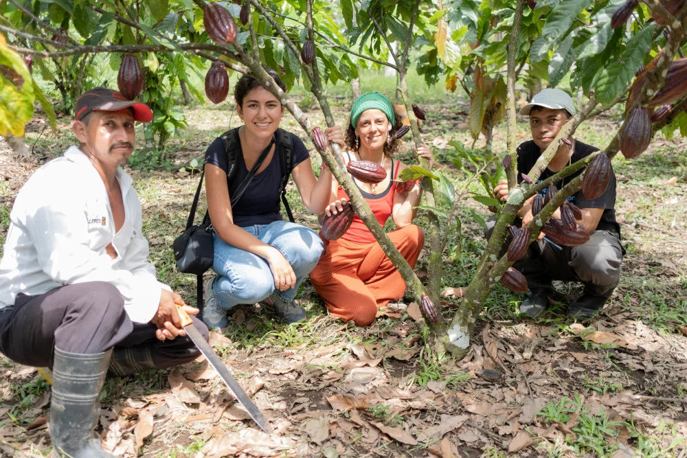 Piture from a cacoa farm