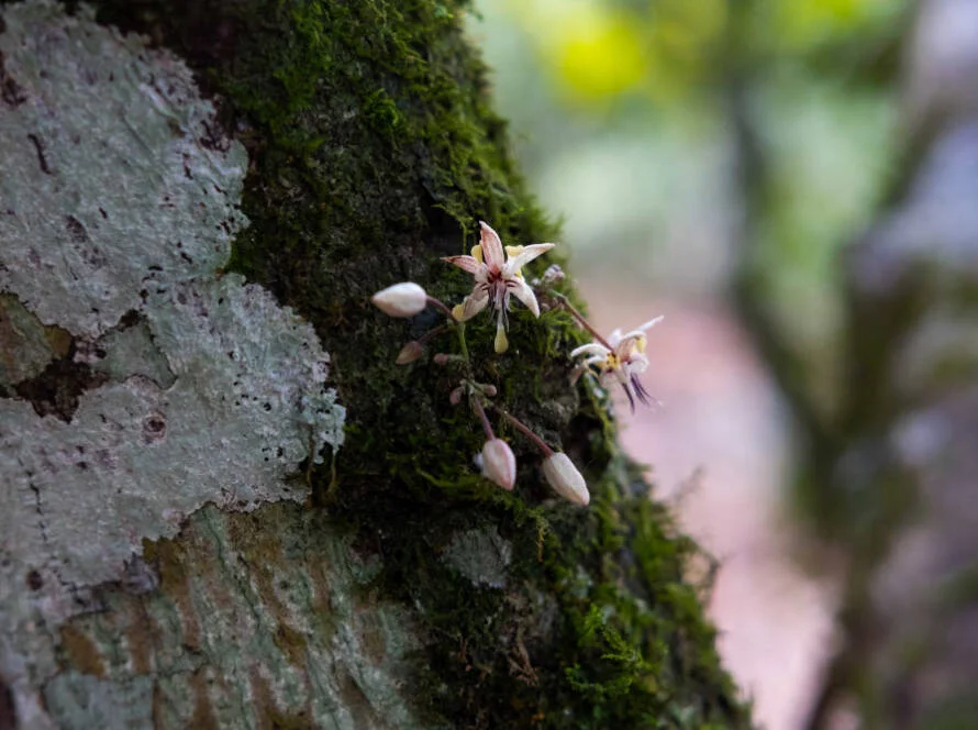 Cacao tree flower