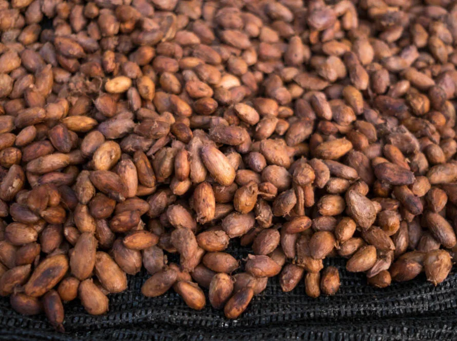 cacao beans